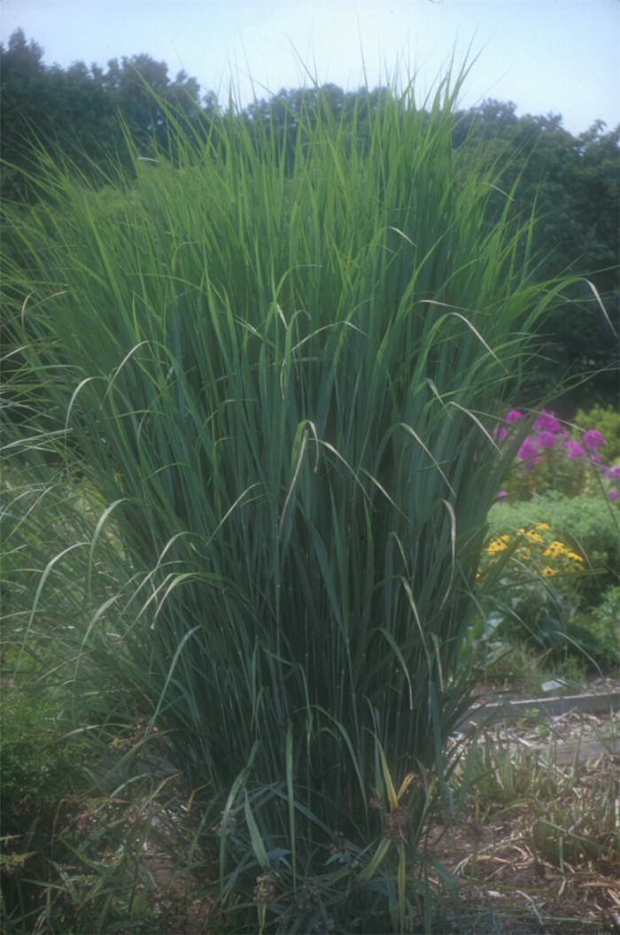 Plant photo of: Panicum virgatum 'Northwind'