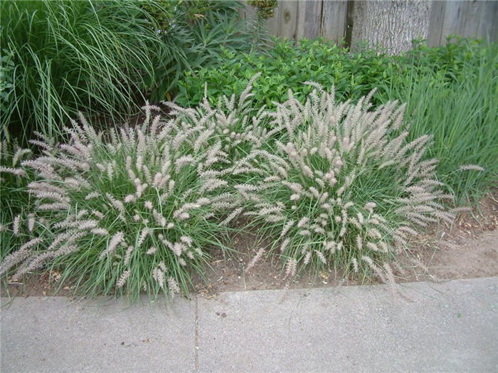 Plant photo of: Pennisetum orientale