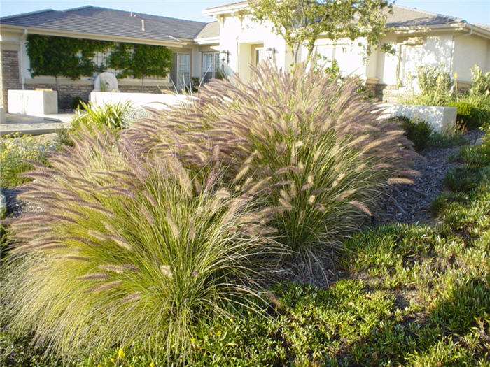 Plant photo of: Pennisetum setaceum