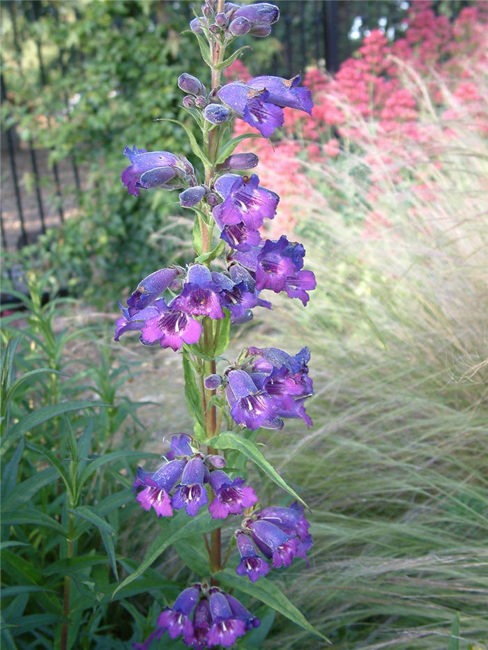 Plant photo of: Penstemon 'Midnight'