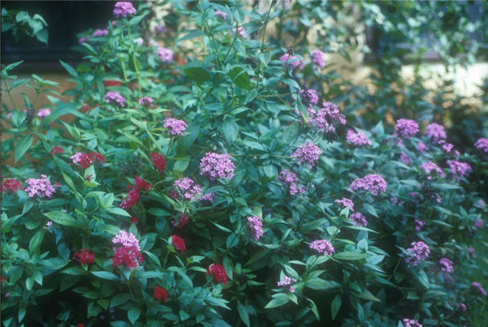 Plant photo of: Pentas lanceolata