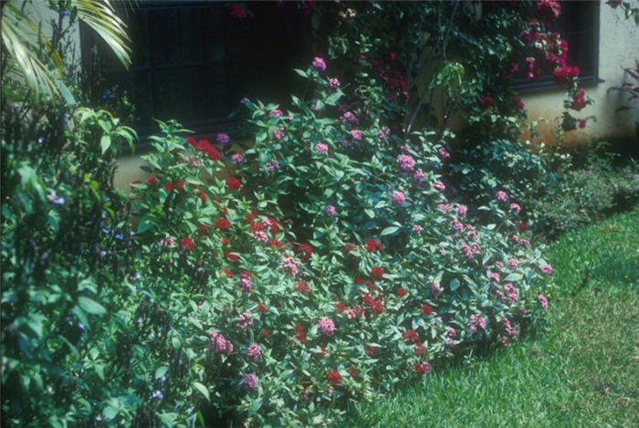 Plant photo of: Pentas lanceolata
