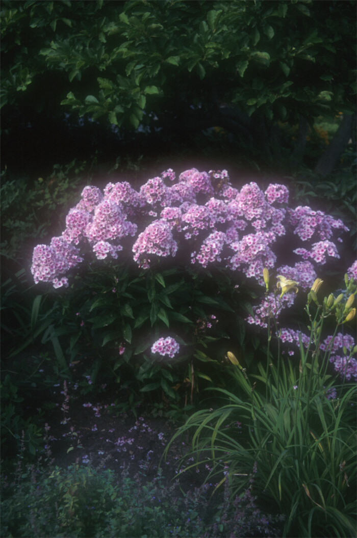 Plant photo of: Phlox paniculata 'Bright Eyes'