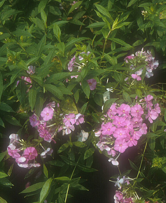Plant photo of: Phlox paniculata 'Eventide'