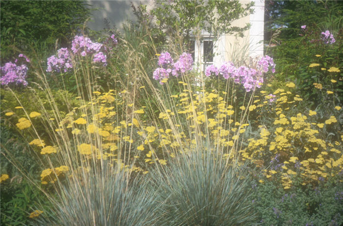 Plant photo of: Phlox paniculata 'Franz Schubert'
