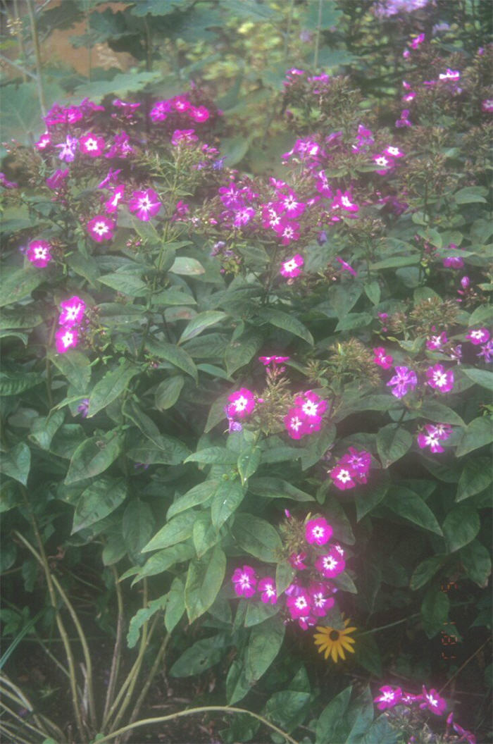 Plant photo of: Phlox paniculata 'Wilhelm Kesselring'
