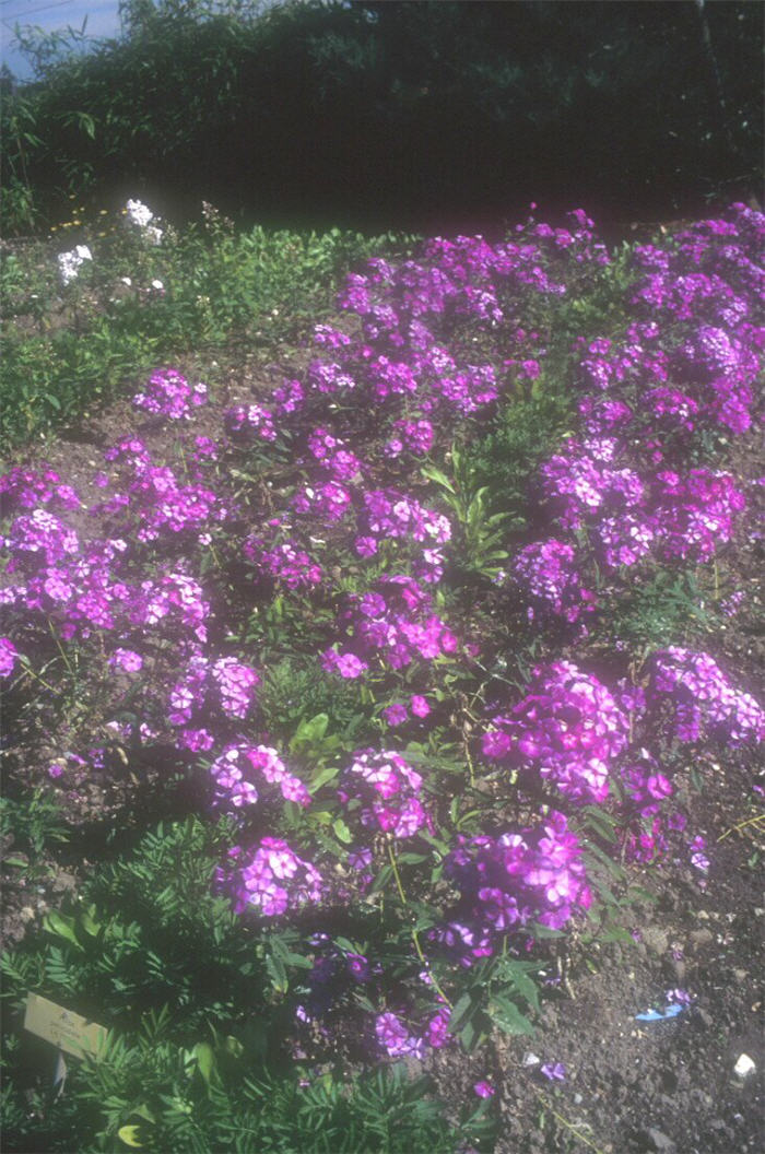 Plant photo of: Phlox paniculata cultivars