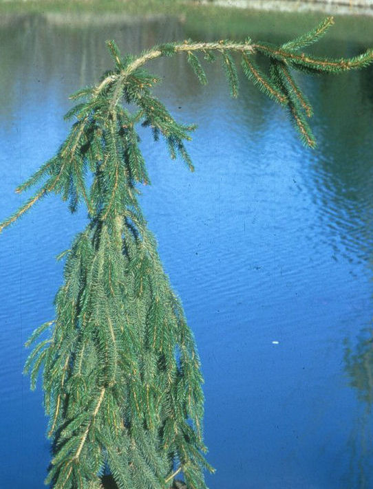 Plant photo of: Picea abies 'Pendula'