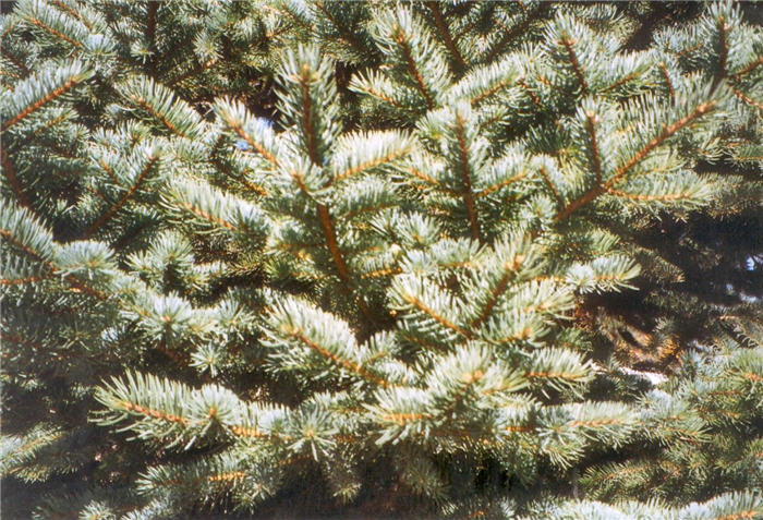Plant photo of: Picea engelmanii