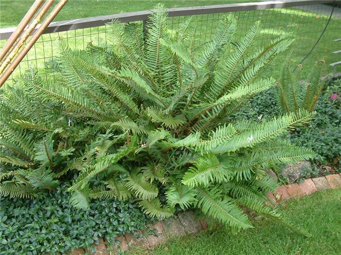 Plant photo of: Polystichum munitum