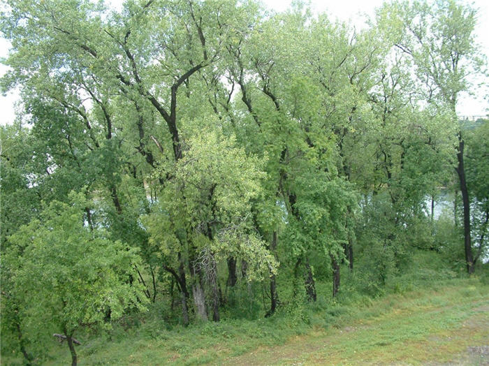 Plant photo of: Populus fremontii