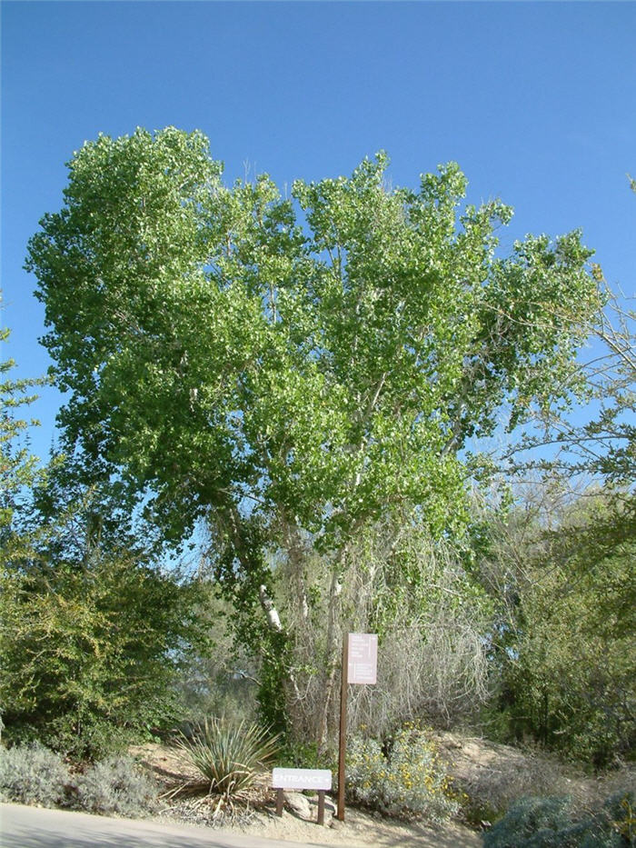 Plant photo of: Populus fremontii
