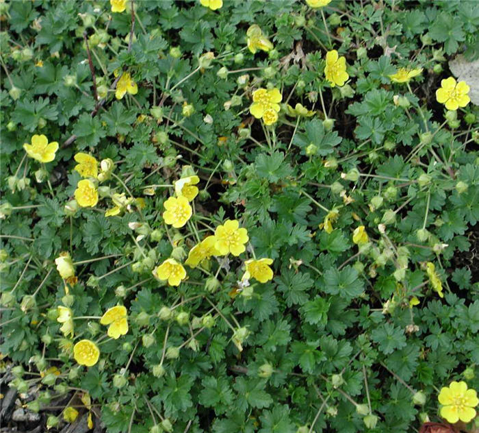 Plant photo of: Potentilla neumanniana 'Nana'