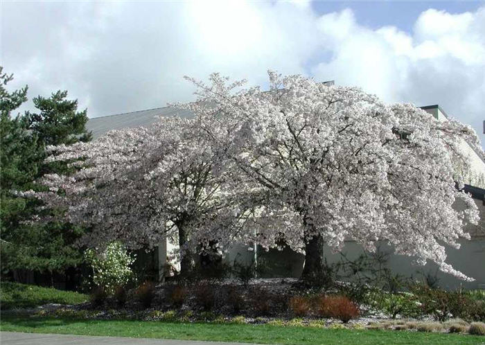 Plant photo of: Prunus x yedoensis 'Akebono'