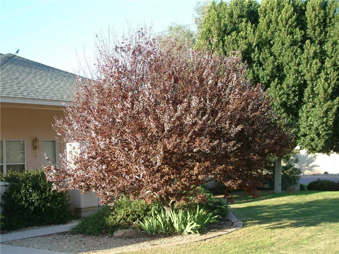 Plant photo of: Prunus cerasifera 'Atropurpurea'