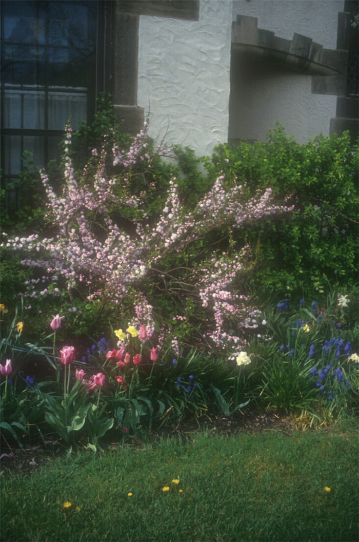 Plant photo of: Prunus glandulosa