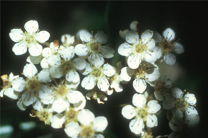 Plant photo of: Pyracantha