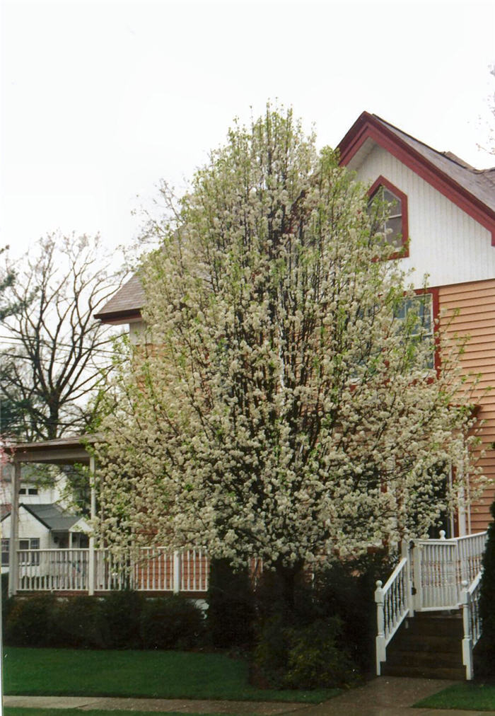 Plant photo of: Pyrus calleryana 'Bradford'