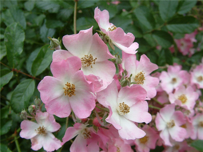 Plant photo of: Rosa 'Nearly Wild' (Floribunda)