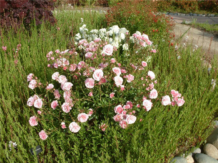 Plant photo of: Rosa floribunda