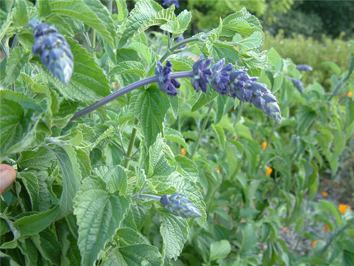 Plant photo of: Salvia azurea grandiflora