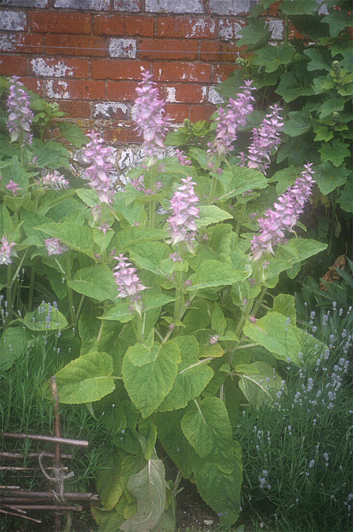 Plant photo of: Salvia sclarea