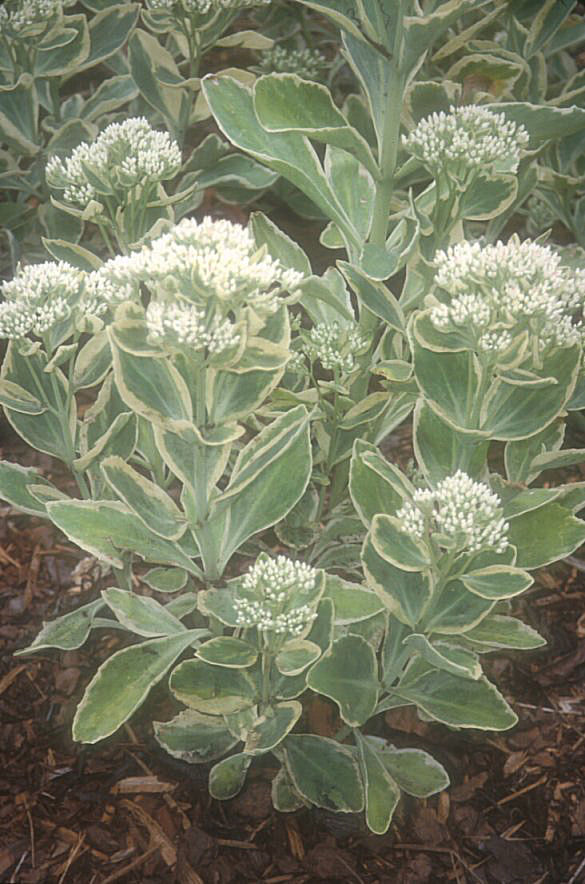 Plant photo of: Sedum 'Frosty Morn'