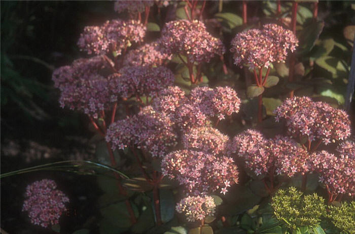 Plant photo of: Sedum 'Matrona'