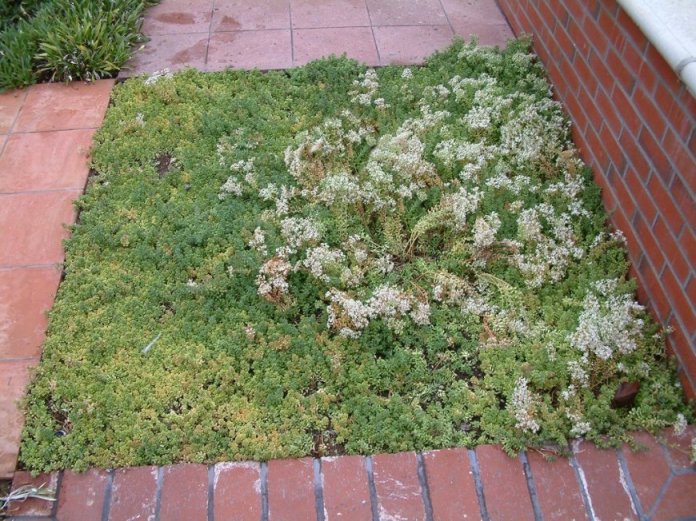 Plant photo of: Sedum spurium 'Album'