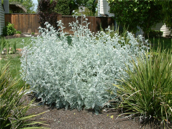 Plant photo of: Senecio cineraria