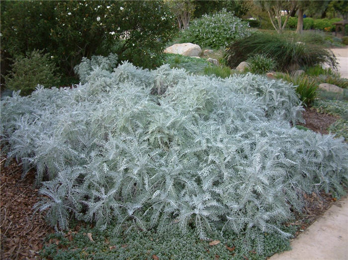 Plant photo of: Senecio cineraria