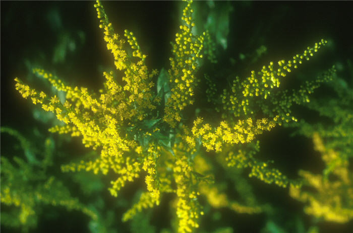 Plant photo of: Solidago caesia