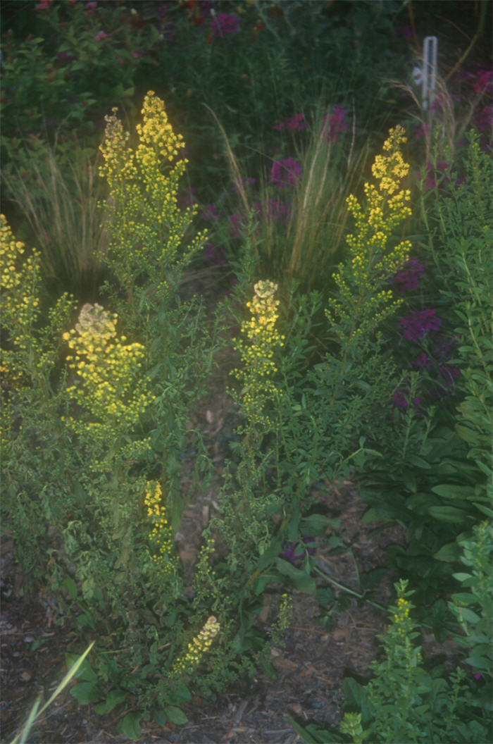 Plant photo of: Solidago roanensis
