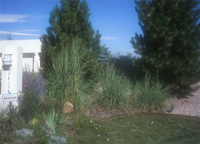 Plant photo of: Sorghastrum nutans