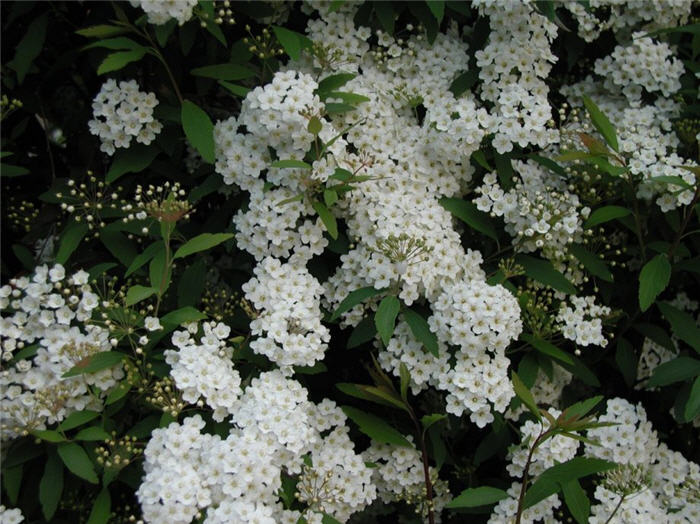 Plant photo of: Spiraea alba