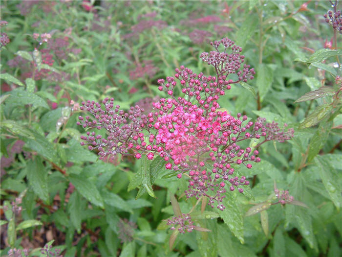 Plant photo of: Spiraea japonica 'Little Princess'