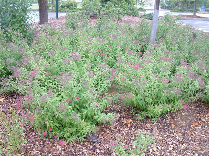 Plant photo of: Spiraea japonica 'Little Princess'
