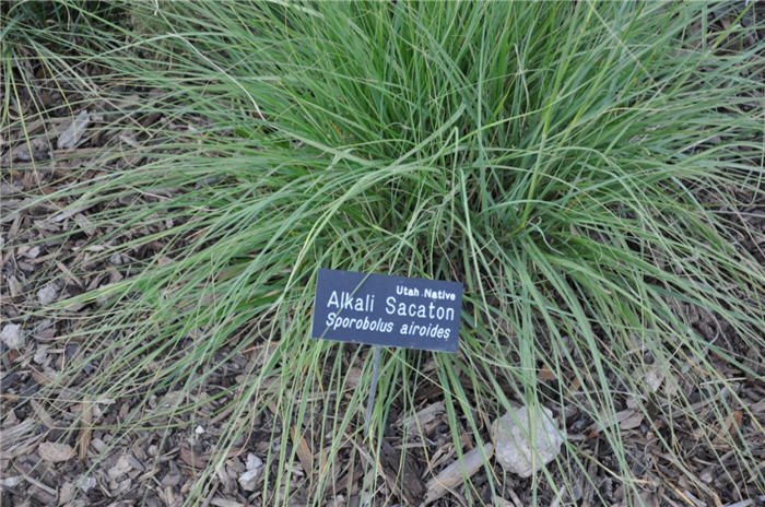 Plant photo of: Sporobolus airoides