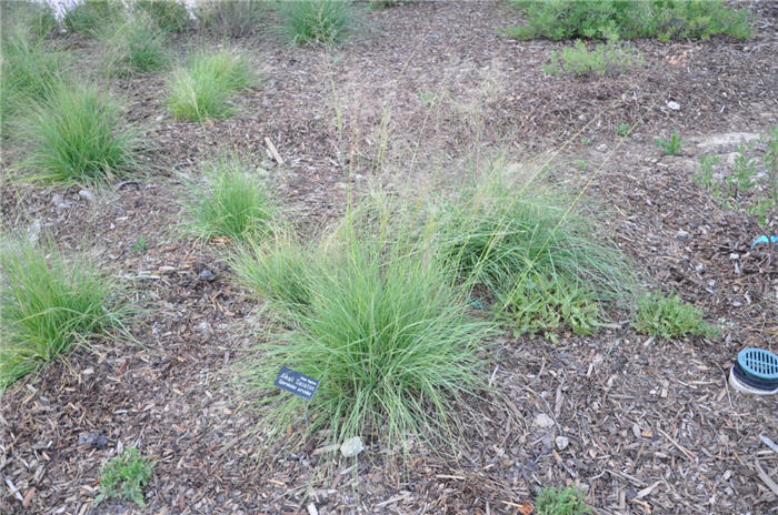 Plant photo of: Sporobolus airoides