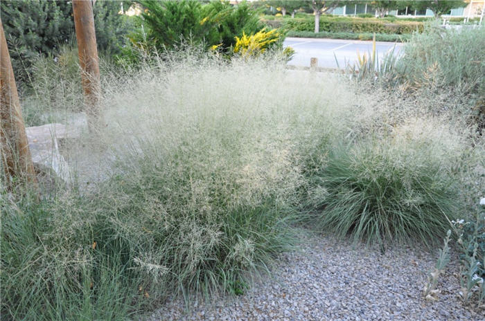 Plant photo of: Sporobolus airoides