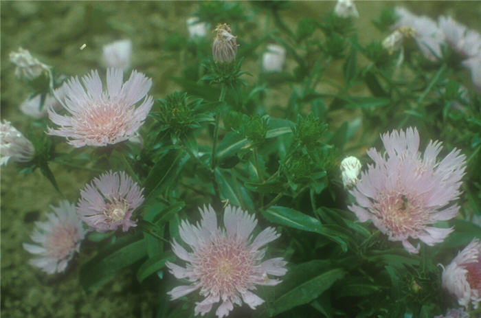 Plant photo of: Stokesia laevis