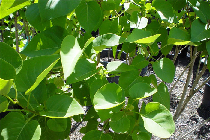 Plant photo of: Syringa vulgaris 'President Grevy'