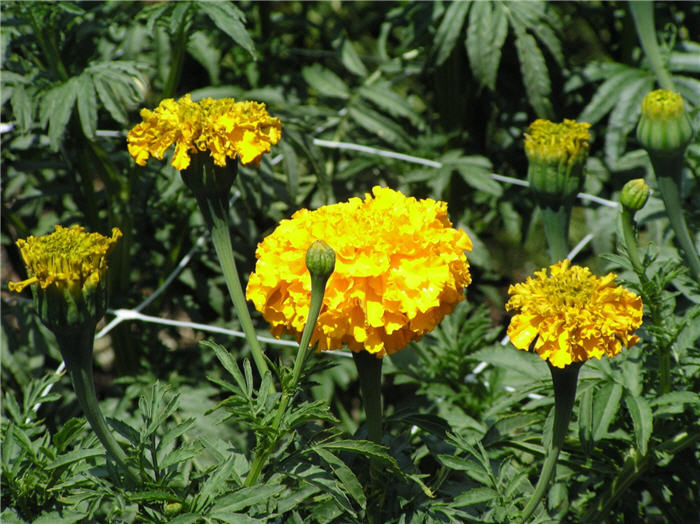 Plant photo of: Tagetes