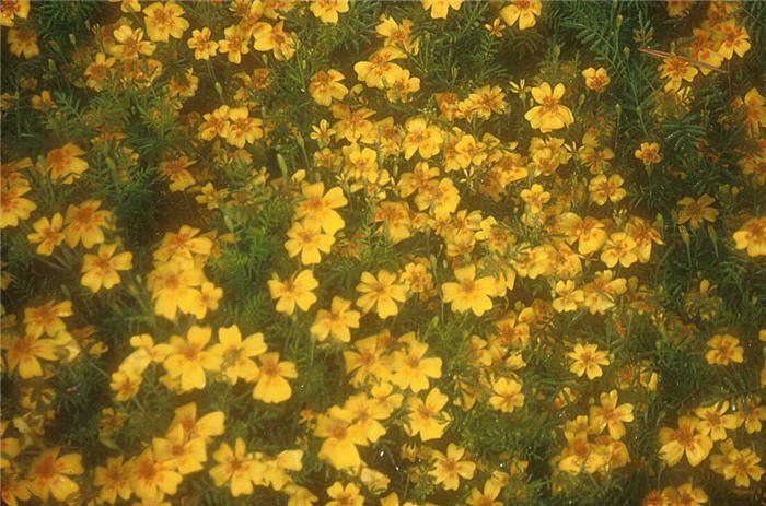 Plant photo of: Tagetes tenuifolia