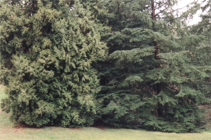 Plant photo of: Thuja plicata