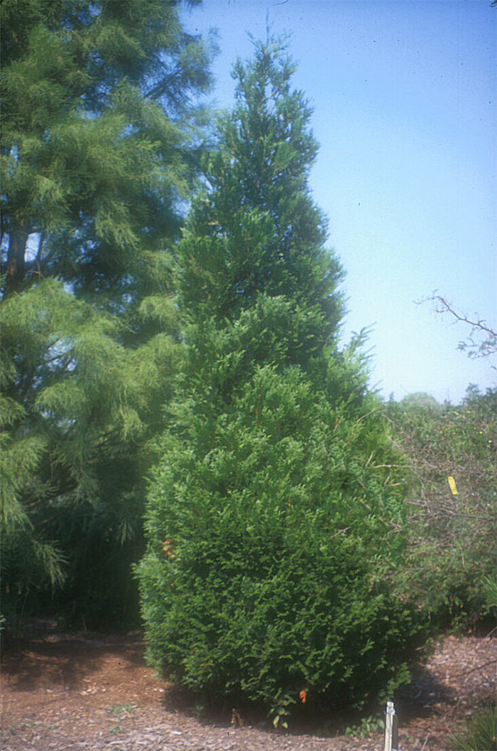 Plant photo of: Thuja 'Green Giant'