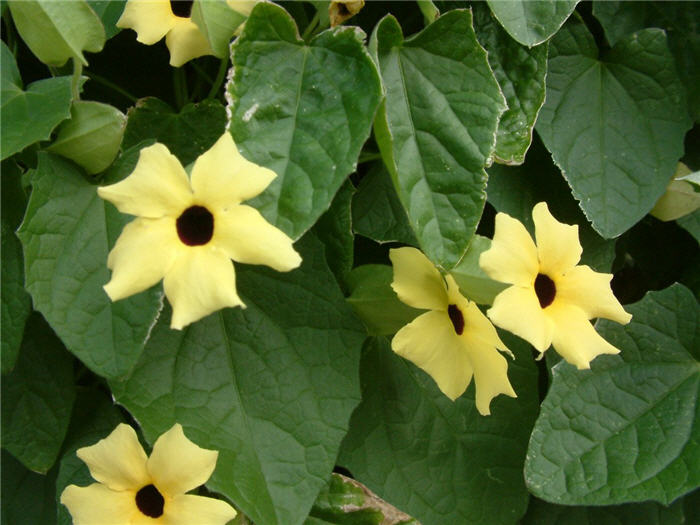 Plant photo of: Thunbergia alata 'Yellow Form'