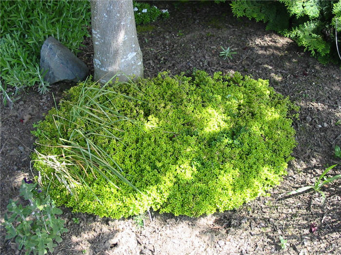 Plant photo of: Thymus x citriodorus 'Aureus'