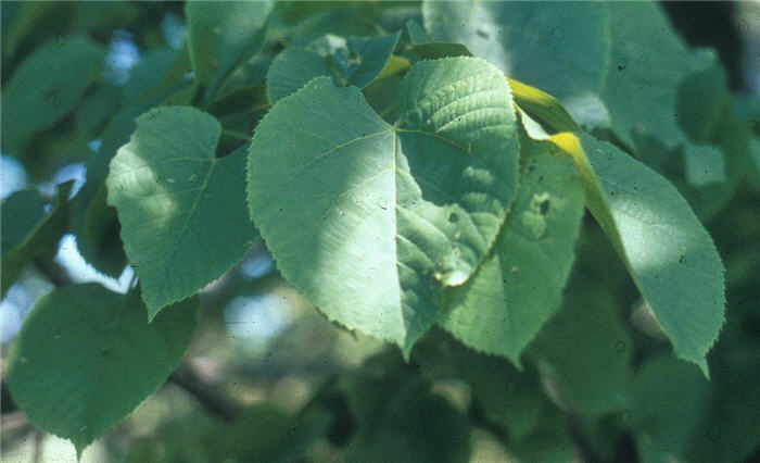 Plant photo of: Tilia americana