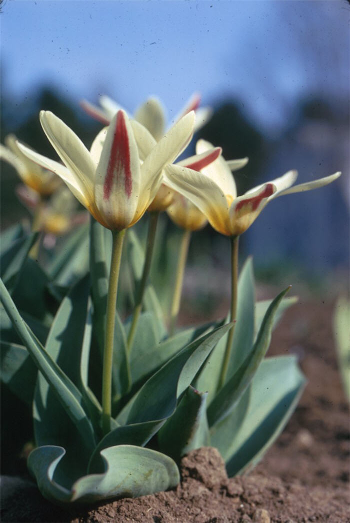 Plant photo of: Tulipa kaufmanniana